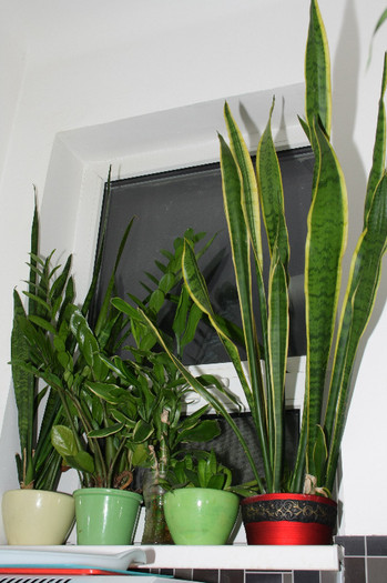 IMG_7425 - alte plante de interior
