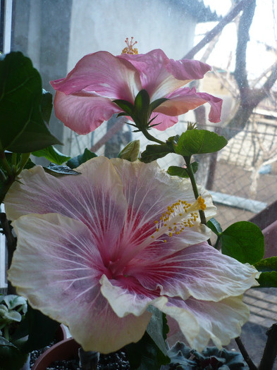 24.02.2012 - HIBISCUSI 2012-1