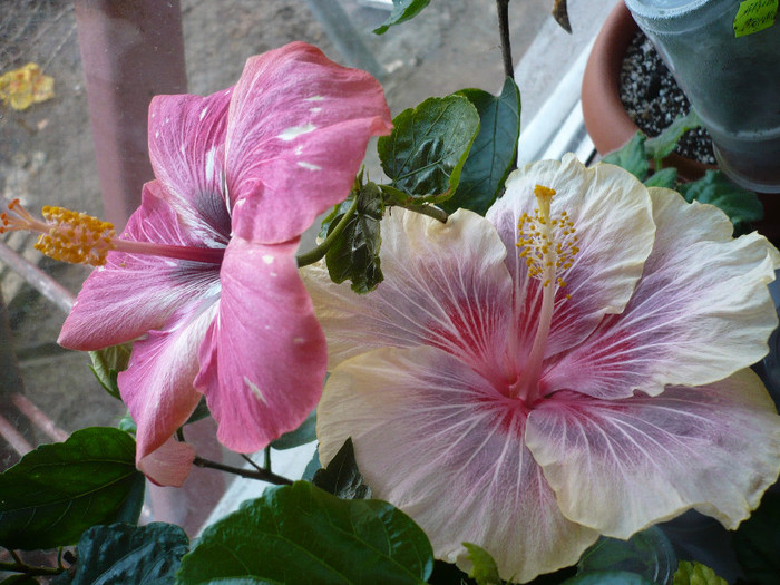 P1110735 - HIBISCUSI 2012-1