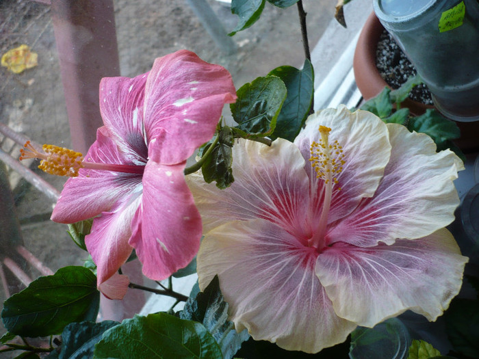 P1110736 - HIBISCUSI 2012-1