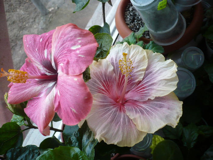 P1110737 - HIBISCUSI 2012-1