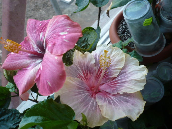 P1110741 - HIBISCUSI 2012-1