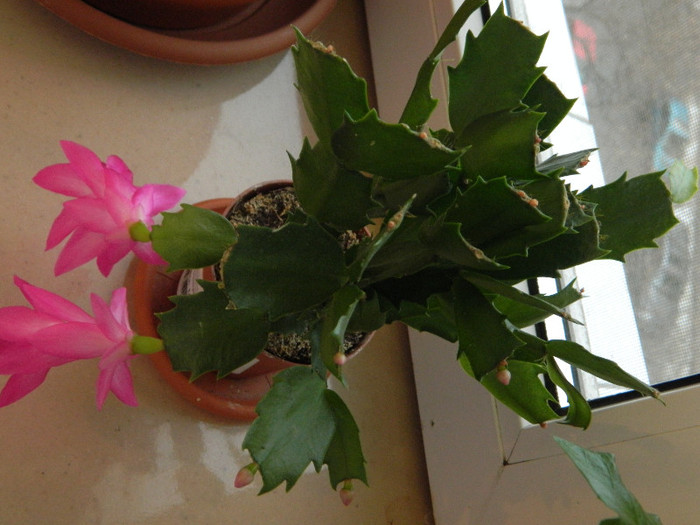 DSCN0541 - Schlumbergera