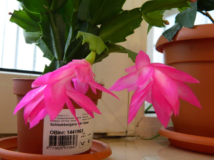 DSCN0538 - Schlumbergera