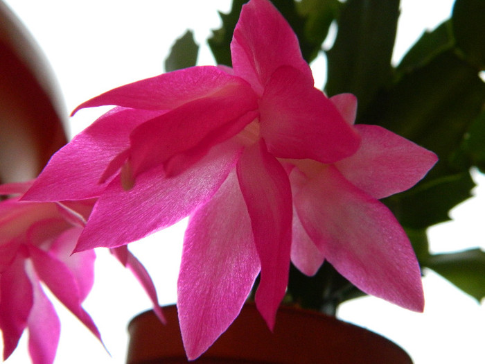 DSCN0539 - Schlumbergera