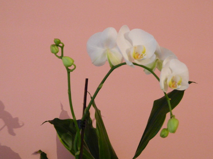 DSCN0544 - Orhidee