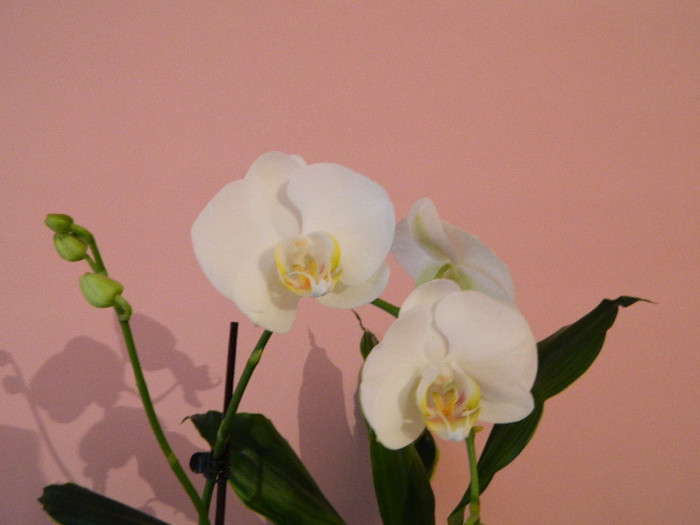 DSCN0549 - Orhidee
