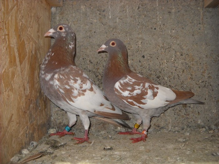 Mulemansi 15.01.2012