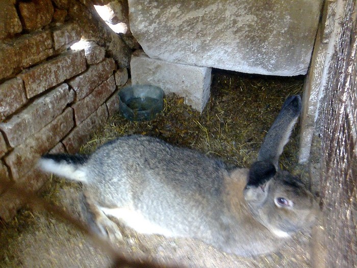 fotografie0445 - iepuri rase grele