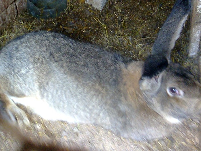 fotografie0445_001 - iepuri rase grele