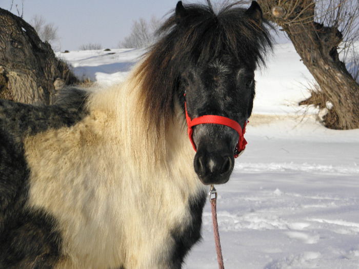 P2220339 - VANZARI PONEI 1