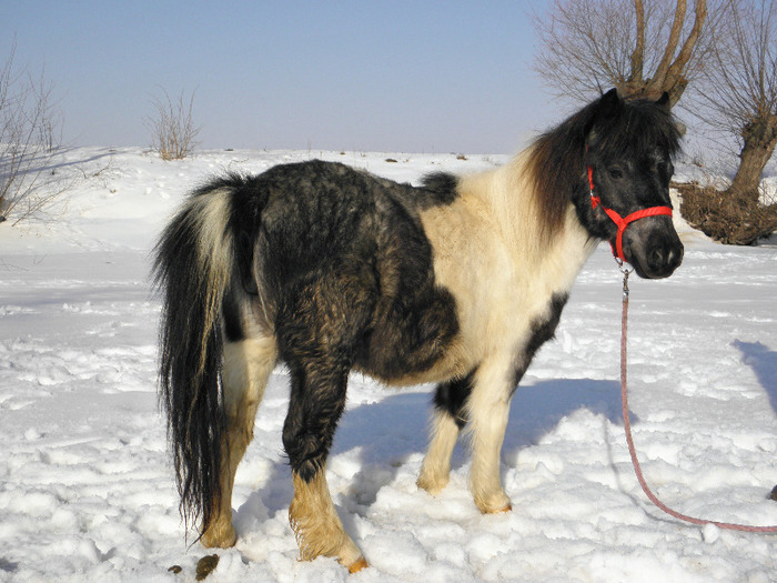 P2220342 - VANZARI PONEI 1