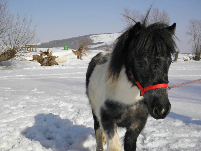 P2220349 - VANZARI PONEI 1