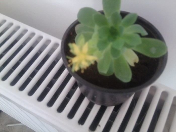Fotografie2853 - cactusi si suculente