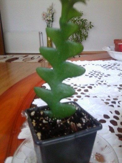 eppiphyllum zig-zag - cactusi si suculente