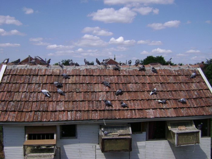 Cotet renovat