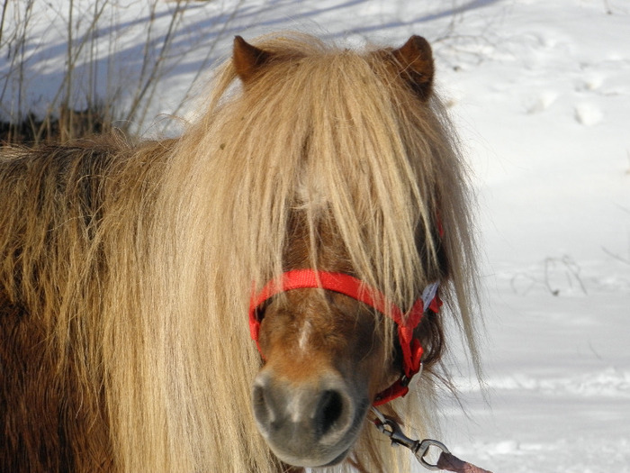 P2220374 - VANZARI PONEI 1