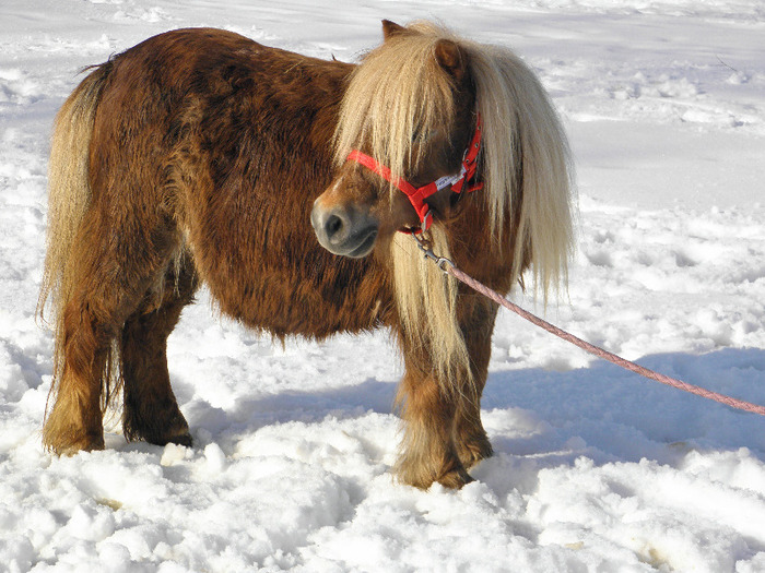 P2220378 - VANZARI PONEI 1