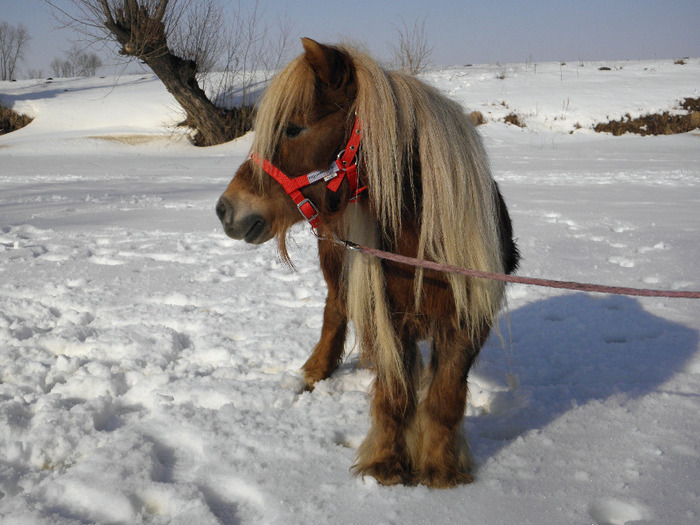 P2220361 - VANZARI PONEI 1