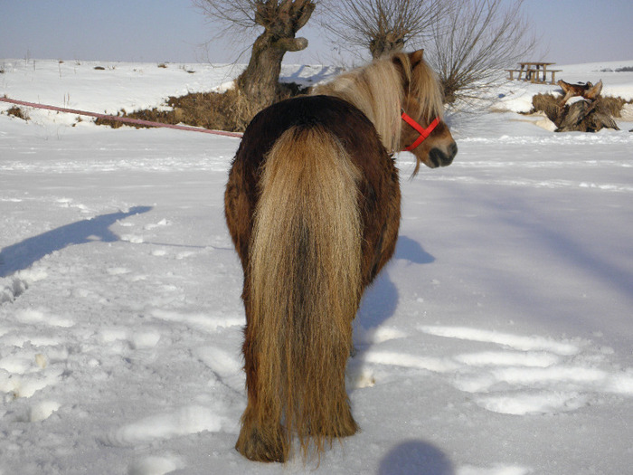 P2220366 - VANZARI PONEI 1