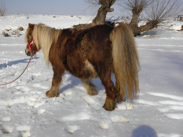 P2220367 - VANZARI PONEI 1