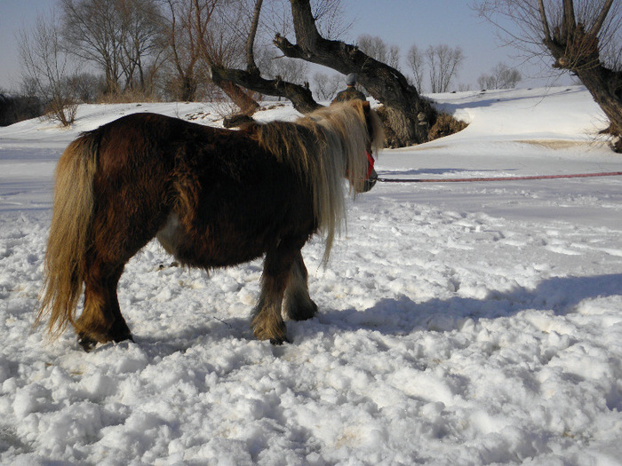 P2220370 - VANZARI PONEI 1