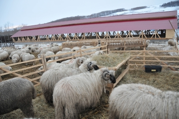 ferma de oi Botefarm -Vaslui - ferma de oi botefarm -Vaslui