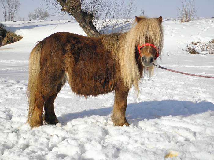 P2220371 - VANZARI PONEI 1