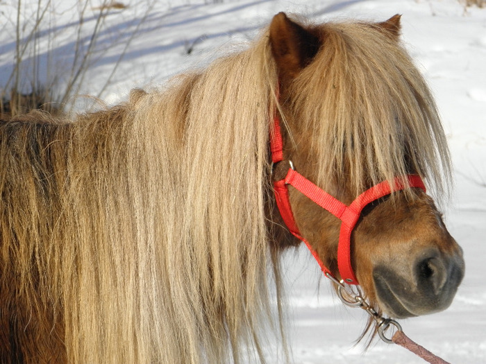 P2220373 - VANZARI PONEI 1