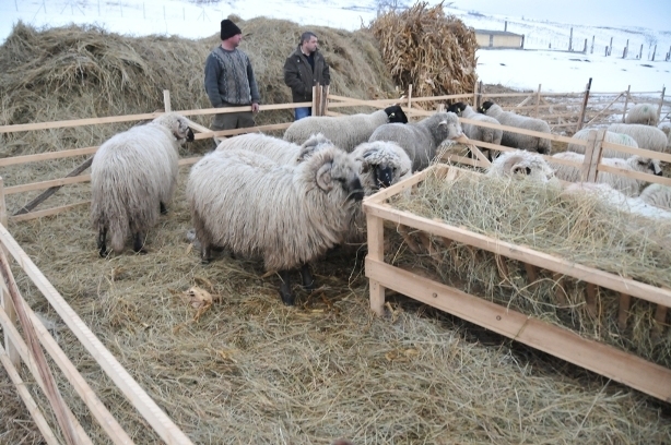 DSC_3290 - ferma de oi botefarm -Vaslui