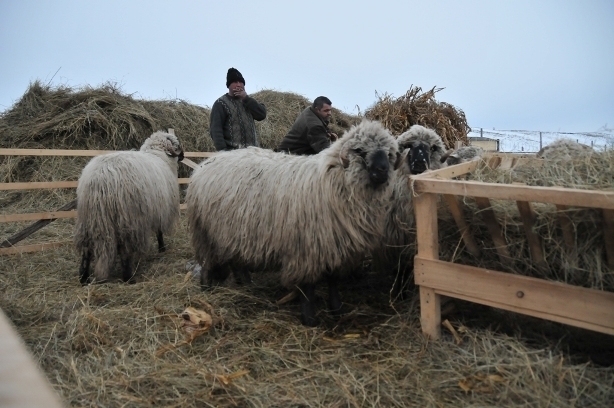 DSC_3293 - ferma de oi botefarm -Vaslui