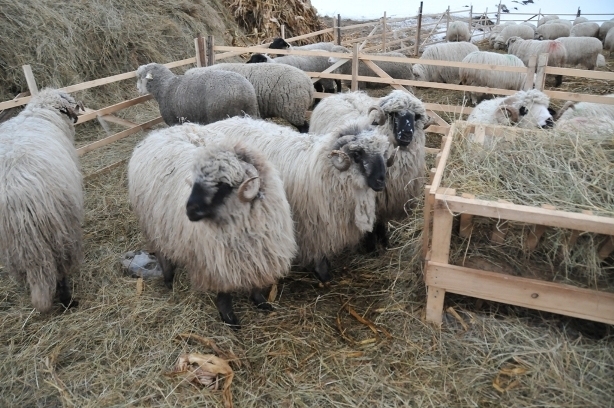 oi turcane -ille de frence - ferma de oi botefarm -Vaslui