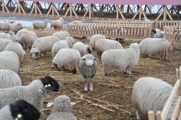 DSC_3305 - ferma de oi botefarm -Vaslui