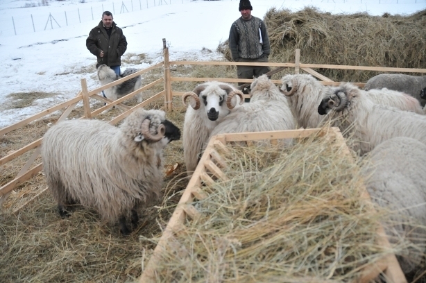 DSC_3310 - ferma de oi botefarm -Vaslui