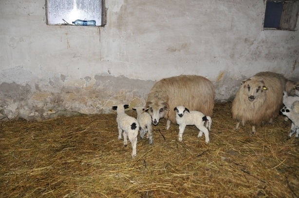 miei turcane - ferma de oi botefarm -Vaslui