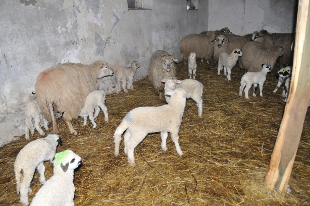 DSC_3335 - ferma de oi botefarm -Vaslui