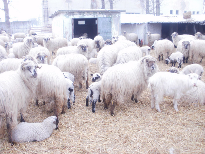 P1250465 - caprele si oile lui gabi buzoianu