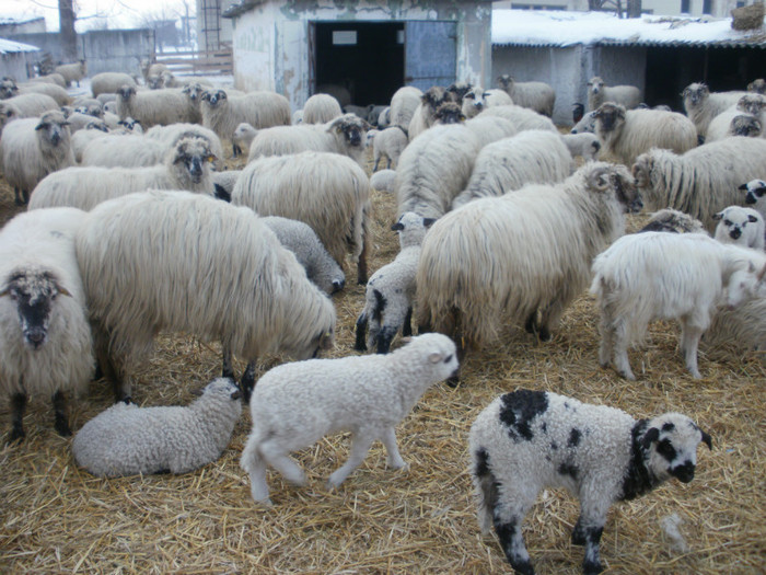 P1250466 - caprele si oile lui gabi buzoianu