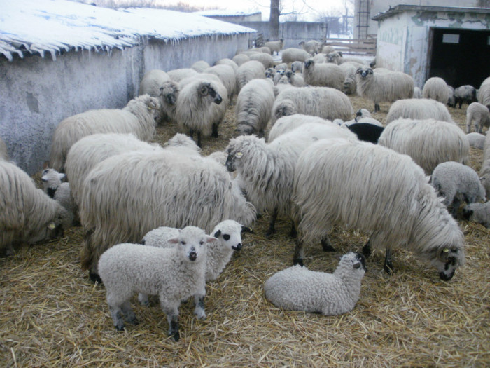 P1250467 - caprele si oile lui gabi buzoianu