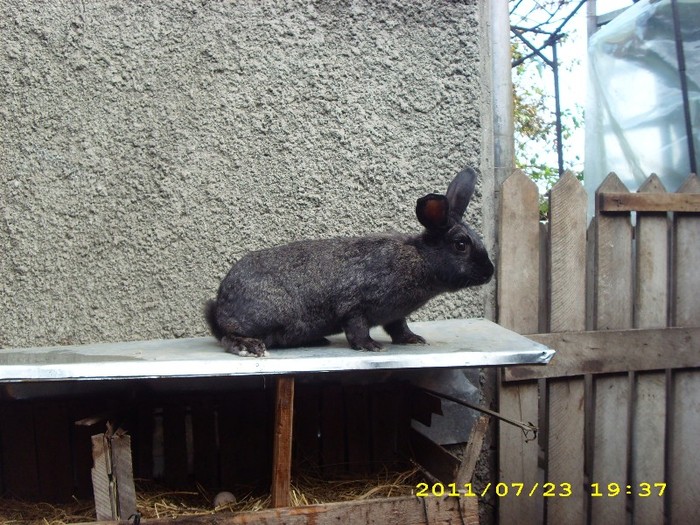 Femela 1,5ani -4,5kg - Hibrid de carne-arhiva