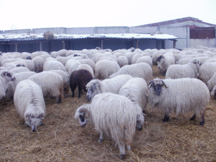 P1250481 - caprele si oile lui gabi buzoianu