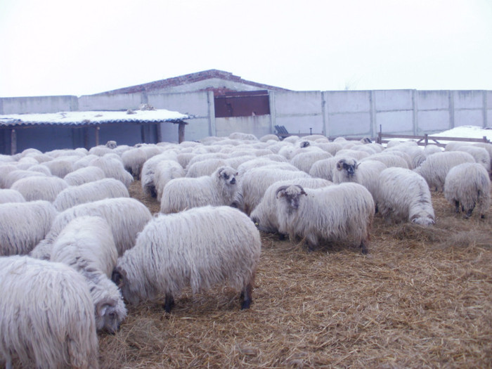 P1250482 - caprele si oile lui gabi buzoianu
