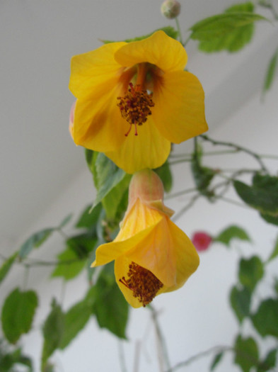 abuti linda vista peach - B-abutiloni 2012