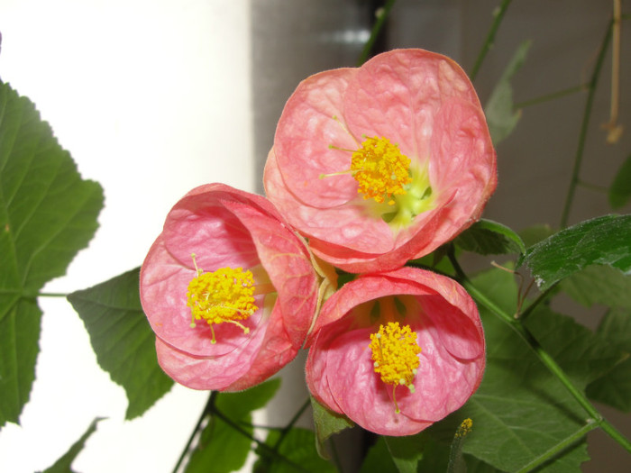 abuti litlle beauty - B-abutiloni 2012