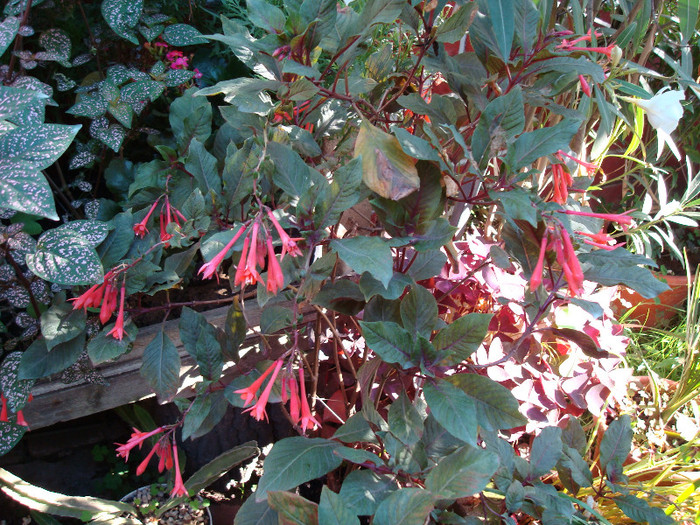 DSC00224 FUCHSIA TRIPHILLA - FLORI IN GRADINA MEA