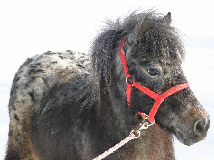 P2220401 - VANZARI PONEI 1