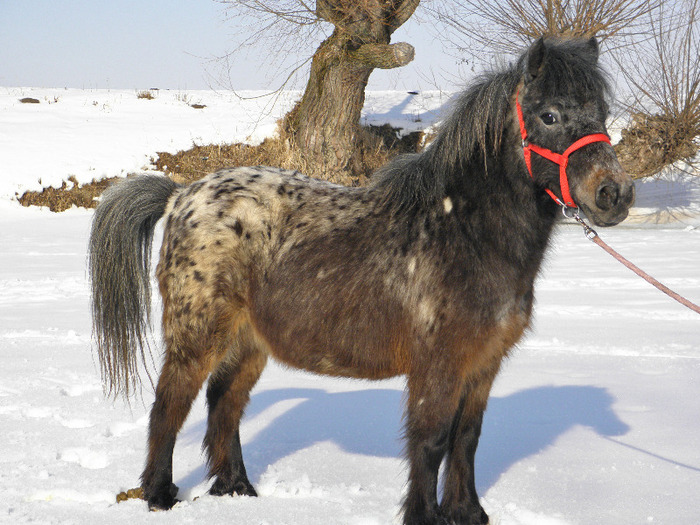 P2220379 - VANZARI PONEI 1