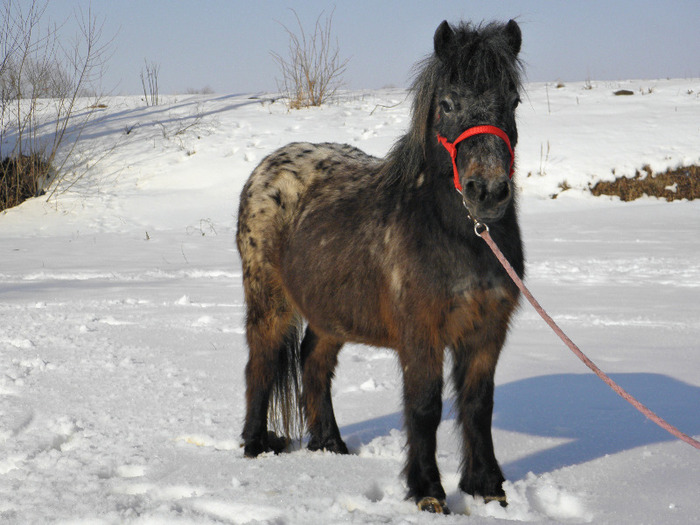 P2220382 - VANZARI PONEI 1