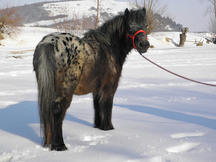 P2220387 - VANZARI PONEI 1