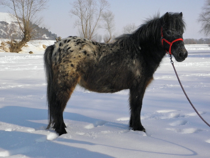 P2220389 - VANZARI PONEI 1